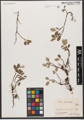 Foto von Salix reticulata L.